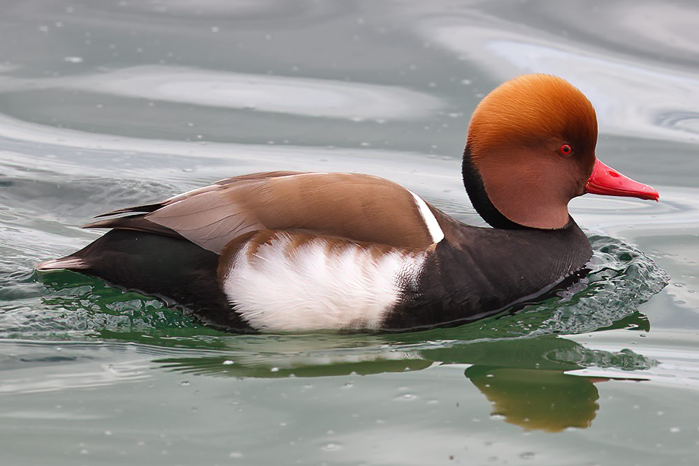 Red-crested pochard